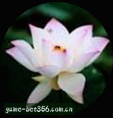 赵敏